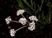 Lomatium piperii 17-2651